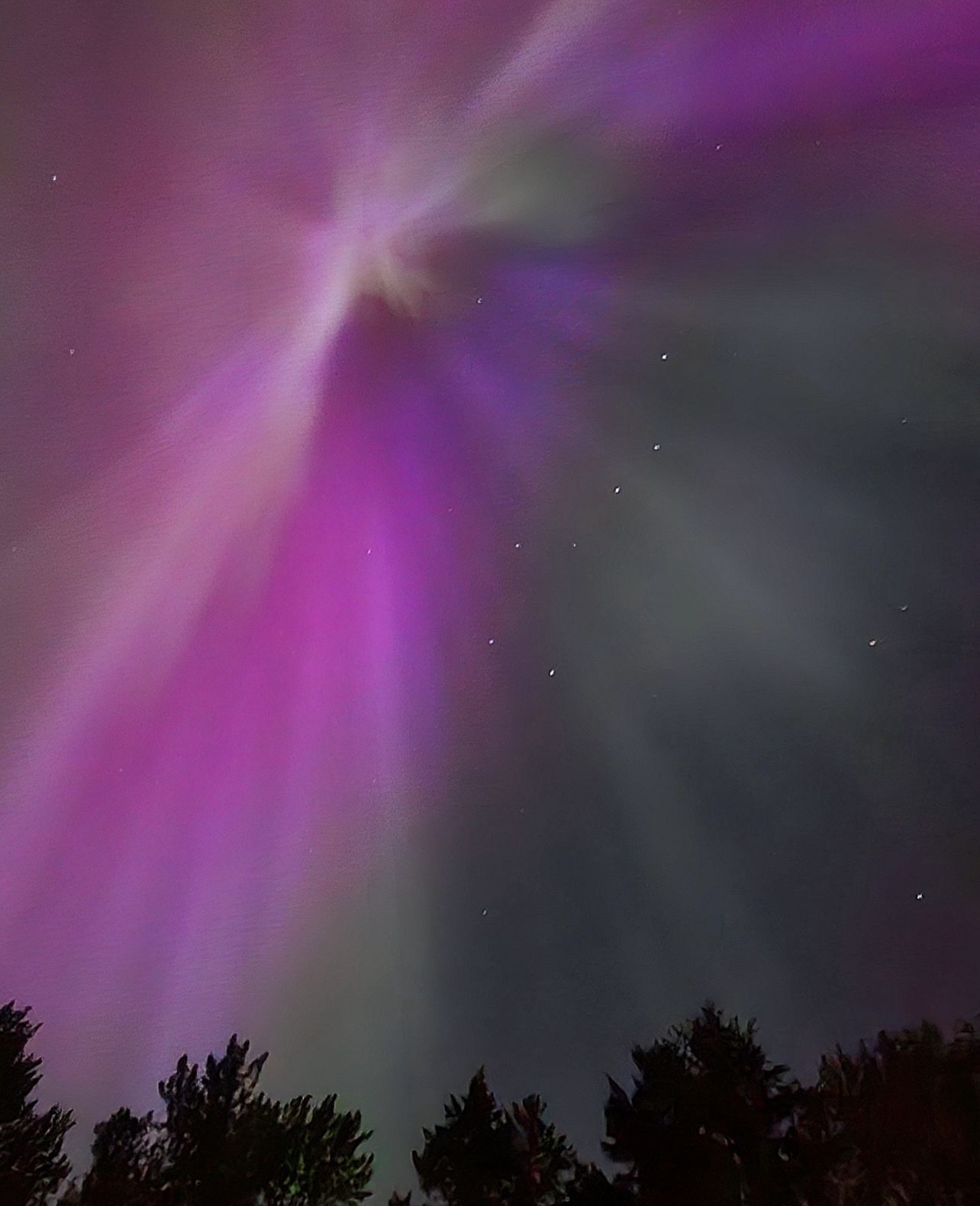 Northern lights glowing pink and violet over pine trees in Canada